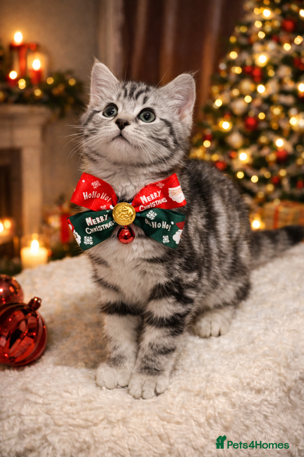 British Shorthair cats Kittens bsh blh - Advert 1