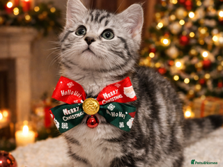 British Shorthair cats Kittens bsh blh - Advert 2