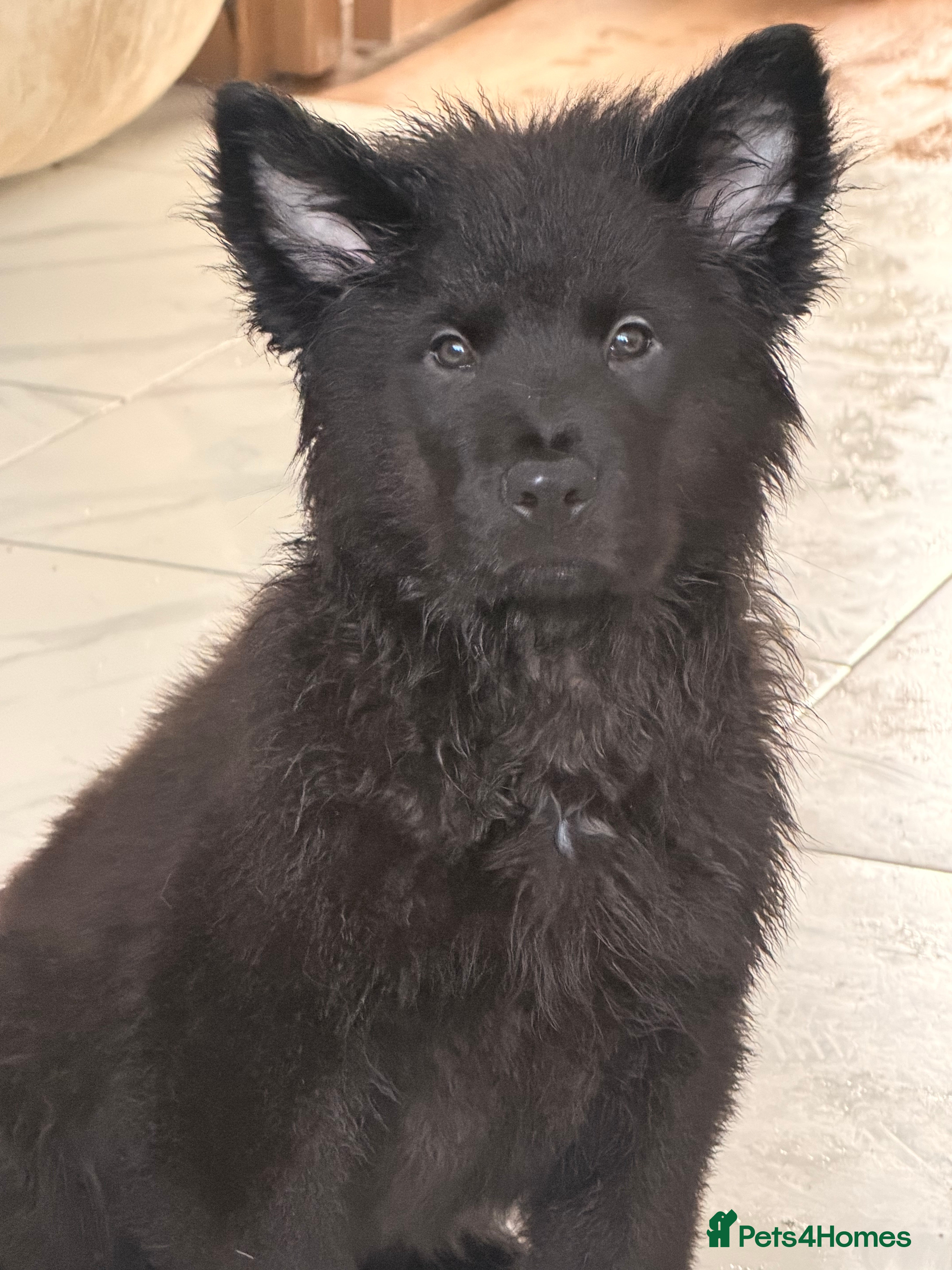 Mixed Breed dogs 🧸CHOW SHEPHERDS🧸 little bears ready now! - Advert 4