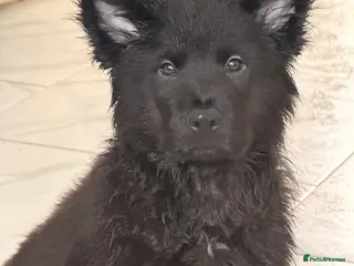 Mixed Breed dogs 🧸CHOW SHEPHERDS🧸 little bears ready now! - Advert 4