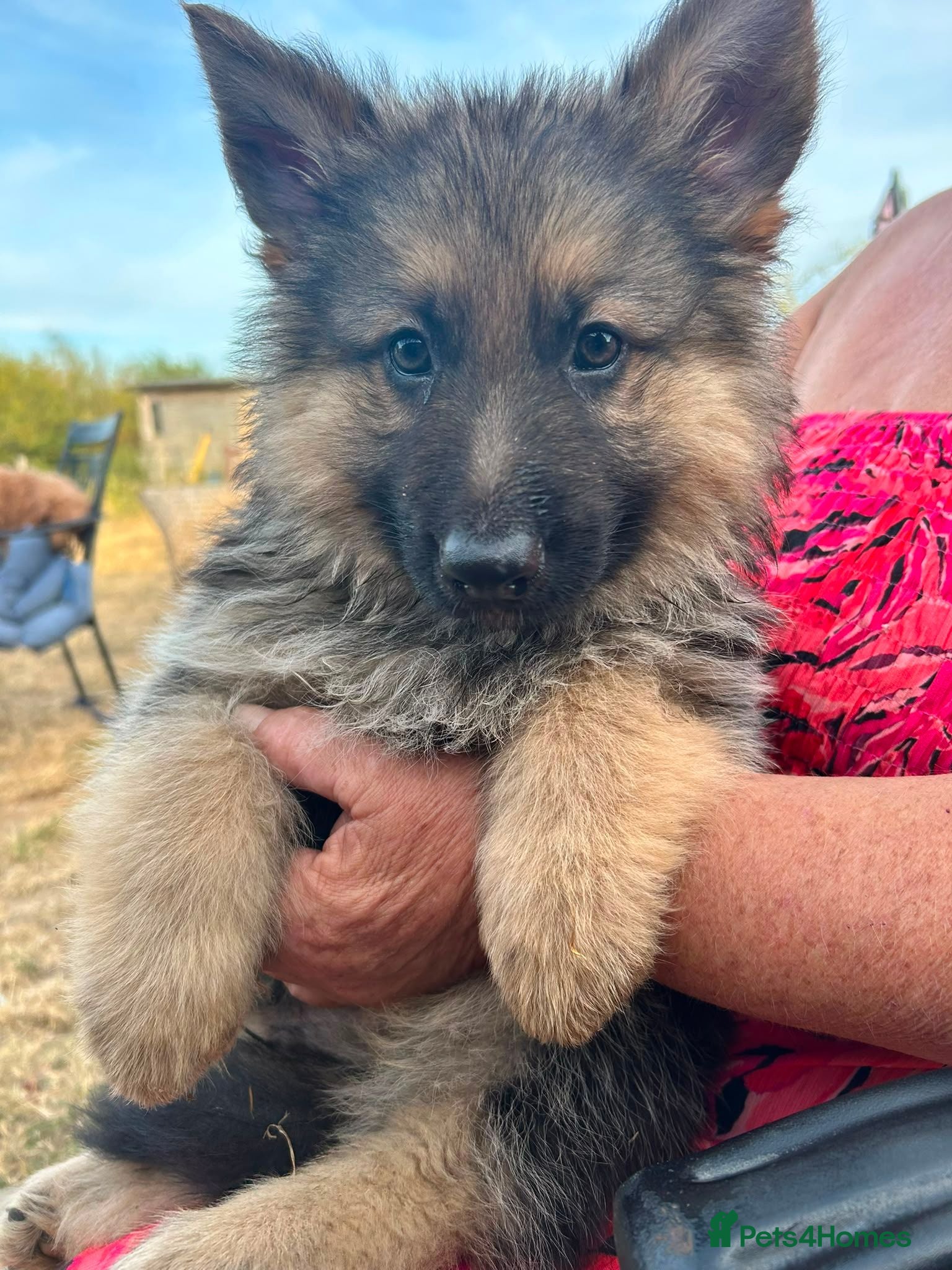 German Shepherd dogs GERMAN SHEPHERD PUPPIES  - Advert 12