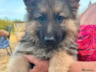 German Shepherd dogs GERMAN SHEPHERD PUPPIES - Advert 12