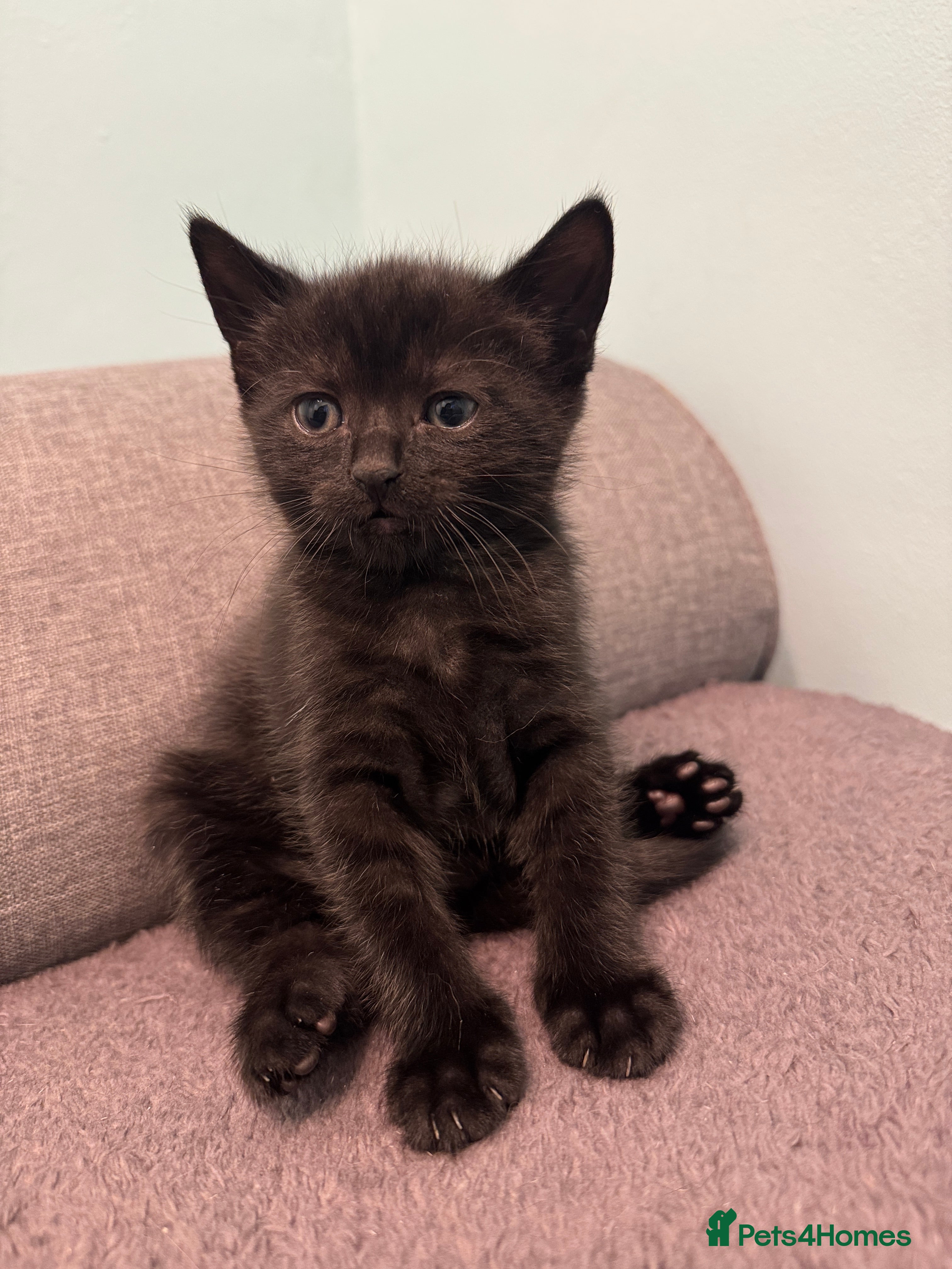 Mixed Breed cats for sale: Adorable Kittens Looking for Loving Homes 🐾 - Advert 12