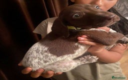German Shorthaired Pointer dogs for sale: Stunning Litter of GSP puppies - Image 19