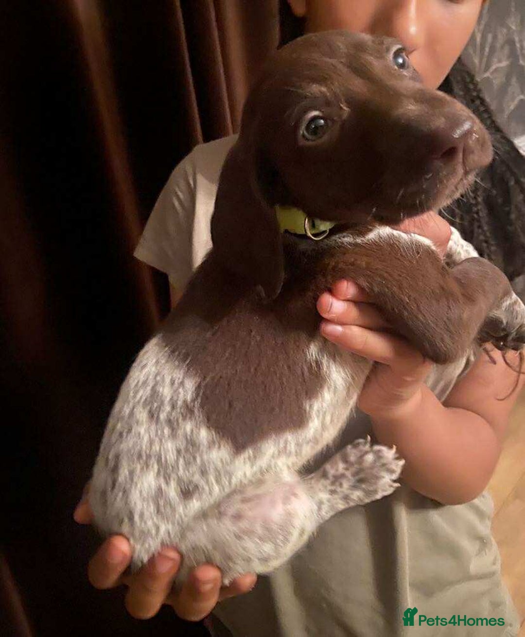 German Shorthaired Pointer dogs for sale: Stunning Litter of GSP puppies - Image 19