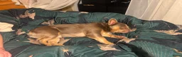 French Bulldog dogs for sale: French bulldog ( fluffy) - Advert 7