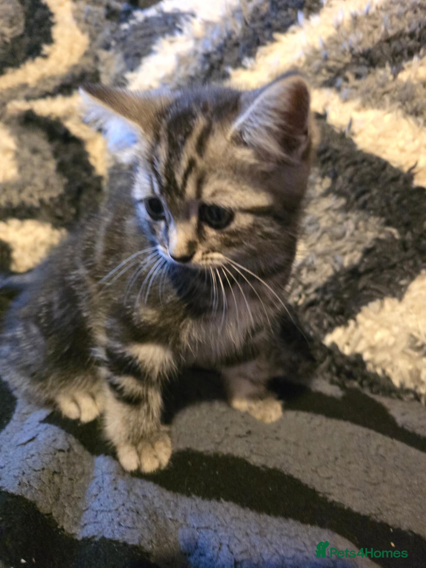 Mixed Breed cats Cute 8 Week Old Kittens - Advert 1