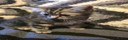 Mixed Breed cats for sale: Cute 8 Week Old Kittens in Wolverhampton - Advert 1