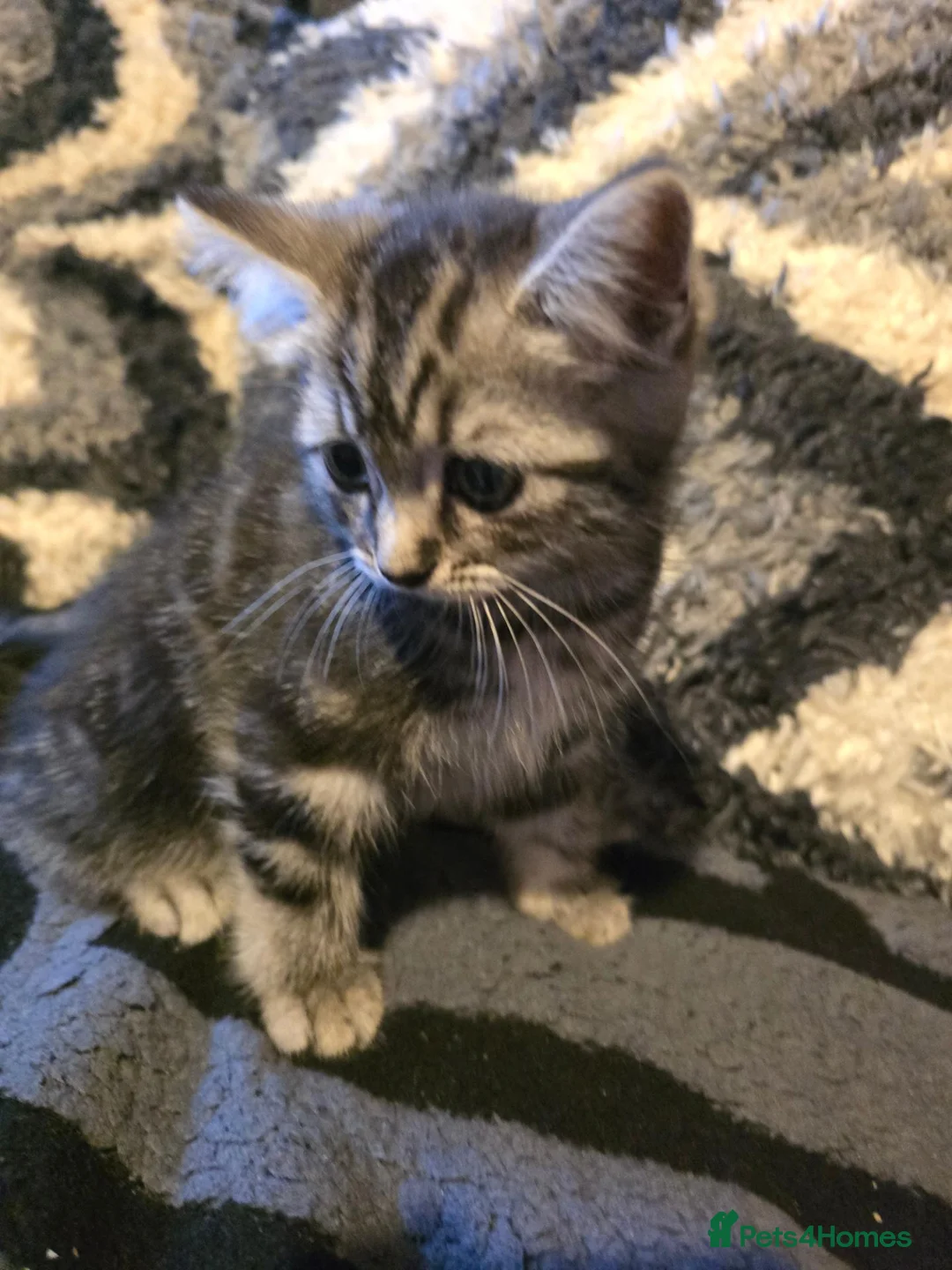 Mixed Breed cats for sale: Cute 8 Week Old Kittens in Wolverhampton - Advert 1