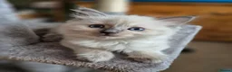 Ragdoll cats for sale: Ragdoll Kittens in Waterlooville - Advert 15