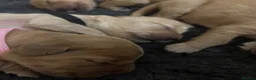 Mixed Breed dogs for sale: ☘️🐾Golden Irish puppies available ☘️🐾 - Advert 24