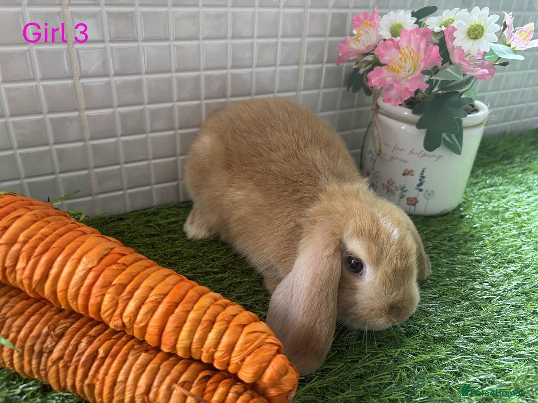 Mini Lop rabbits for sale: Mini lop baby bunnies - Ready now! - Image 32