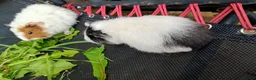 Guinea Pig rodents for sale: Beautiful baby girl piggies  - Advert 10