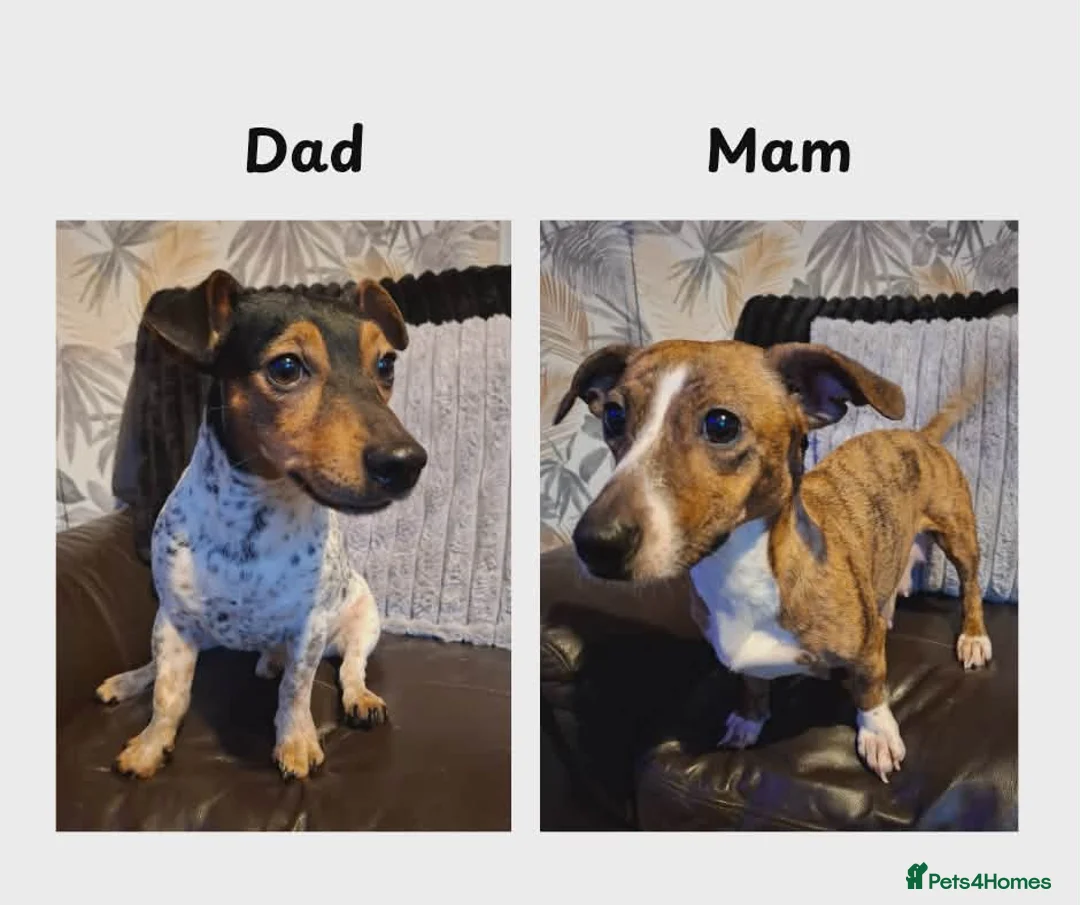 Jack Russell dogs for sale: Jack Russell  - Advert 2
