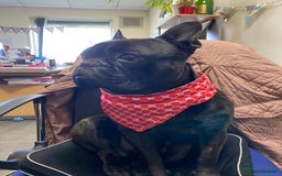 French Bulldog dogs for stud: 5 Generation Pedigree papers - Image 3
