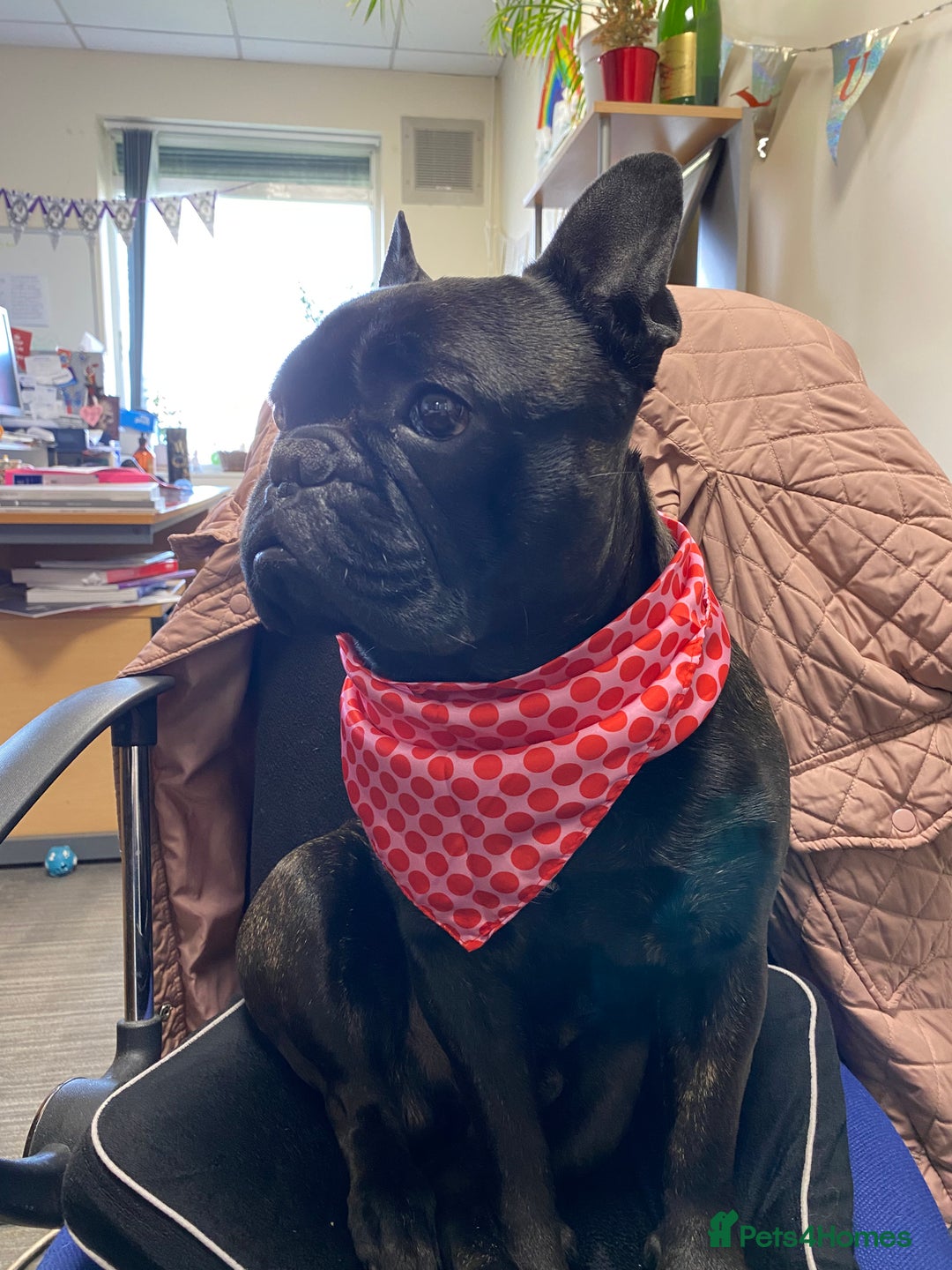 French Bulldog dogs for stud: 5 Generation Pedigree papers - Image 3