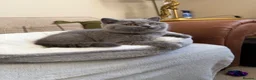 British Shorthair cats for sale: GCCF blue female now available... - Advert 13