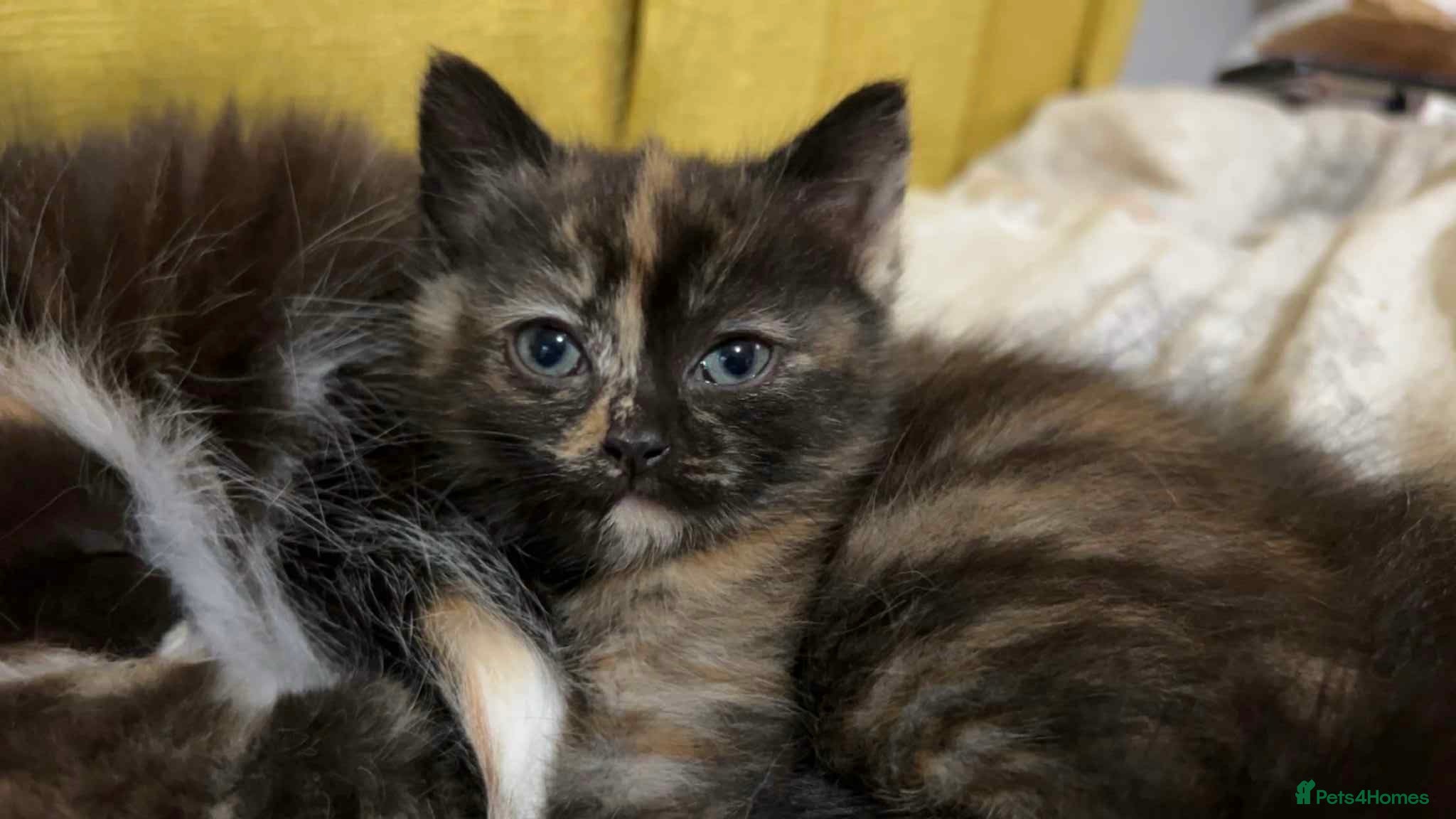 Mixed Breed cats 4 half ragdoll kittens  - Advert 7