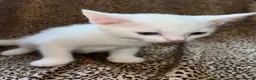 Turkish Angora cats for sale: Turkish Angola white kittens  - Advert 2