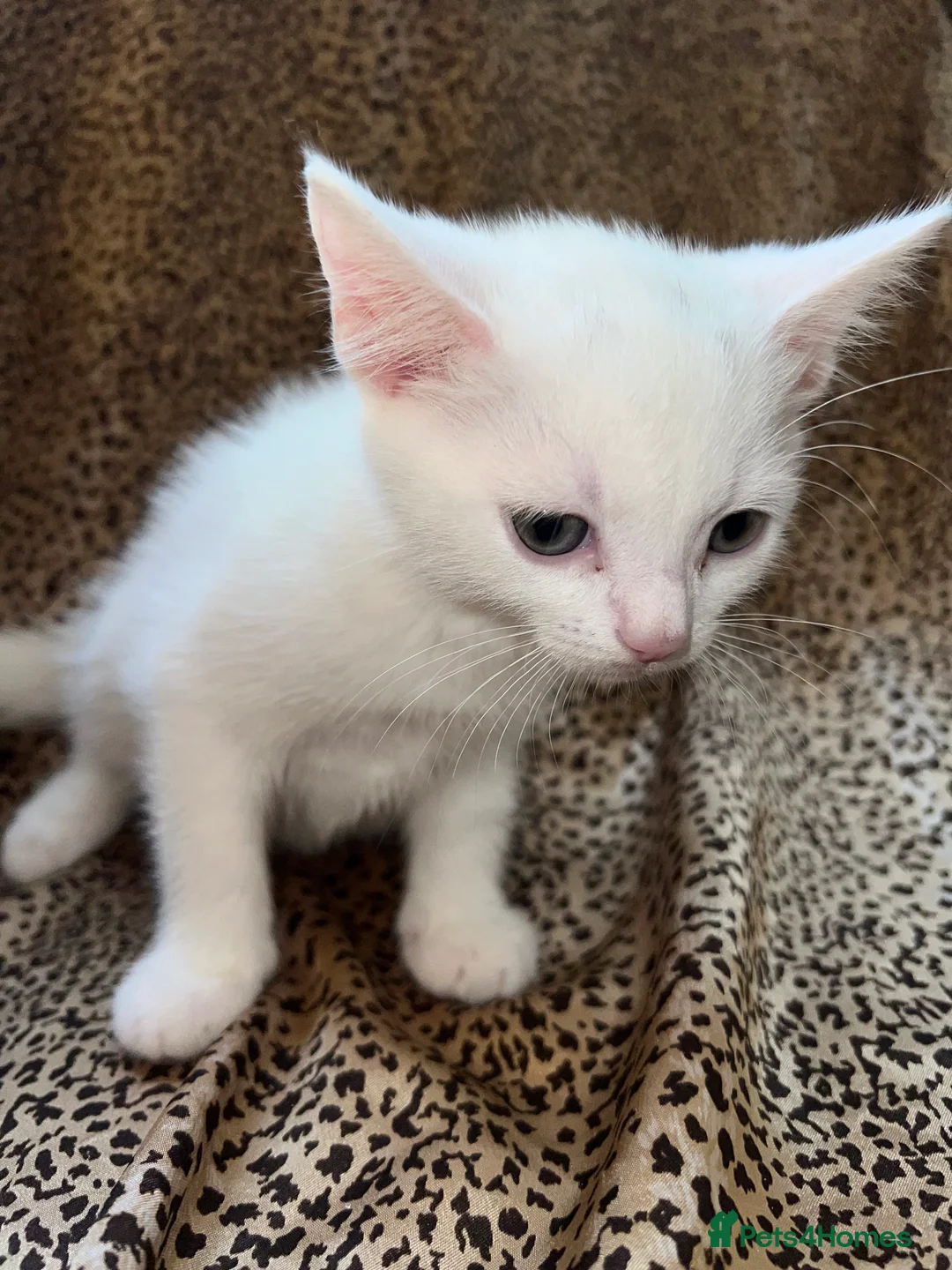 Turkish Angora cats for sale: Turkish Angola white kittens  - Advert 2