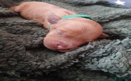 Cockapoo dogs for sale: READY NOW 5* F2B Apricot Merle Cockapoos - Image 28