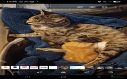 British Shorthair cats for sale: Lovely little female grey tabby kitten - Image 1