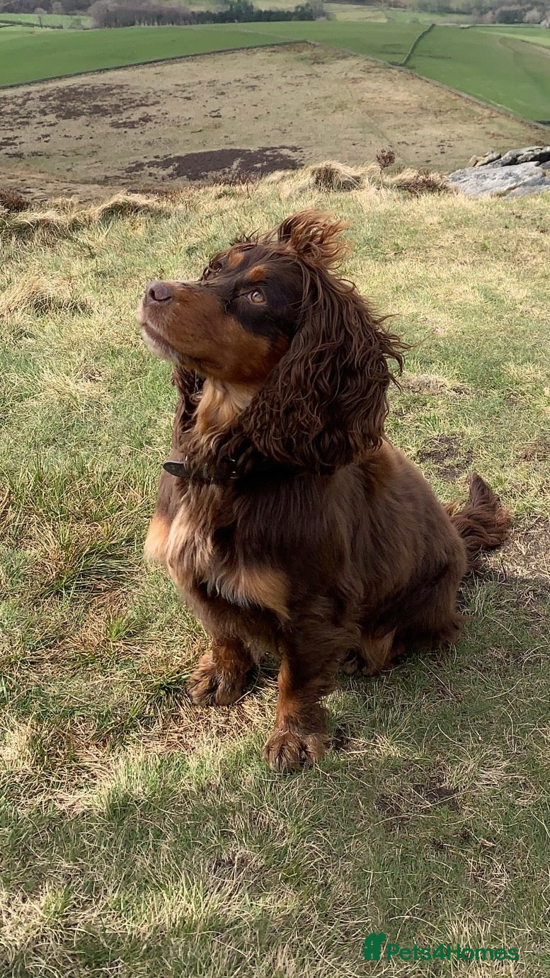 Cocker Spaniel dogs Working cocker spaniel  - Advert 8