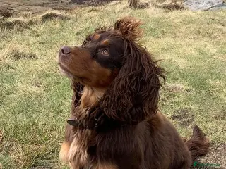 Cocker Spaniel dogs Working cocker spaniel - Advert 17