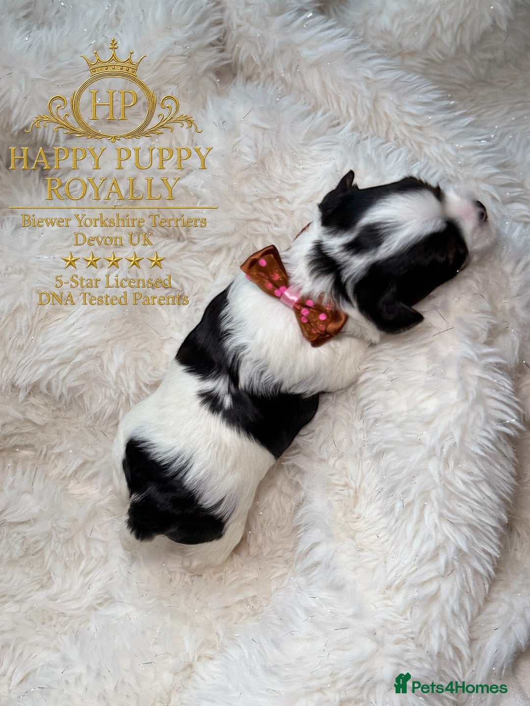 Biewer Terrier dogs for sale: BIEWER YORKIE PUPPIES 4 Available Licensed Breeder - Advert 18