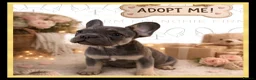 French Bulldog dogs for sale: Excellent Bloodline KC French Bulldogs A** Tested - Advert 2