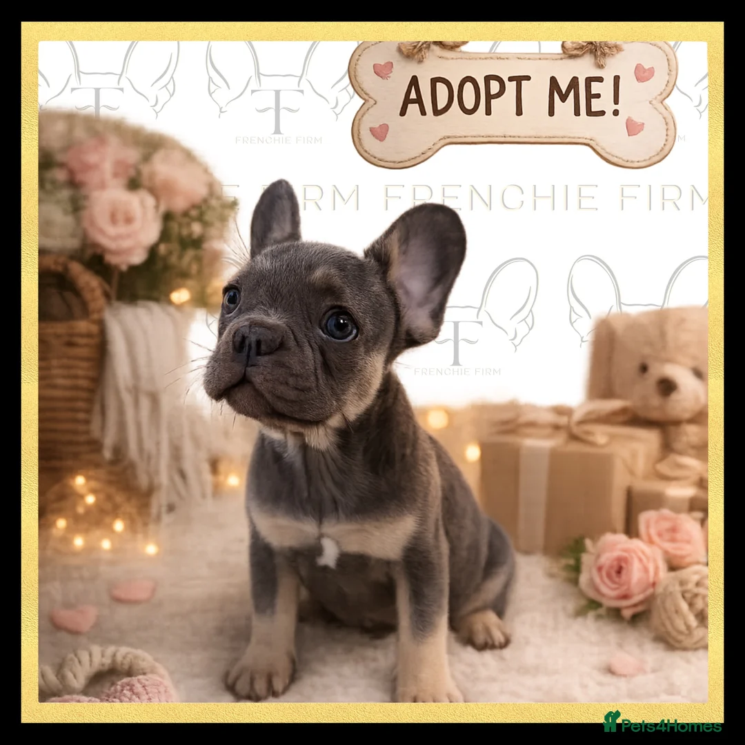 French Bulldog dogs for sale: Excellent Bloodline KC French Bulldogs A** Tested - Advert 2