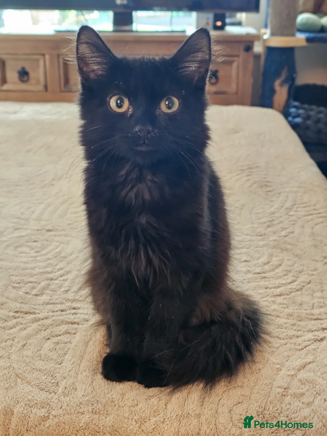 Domestic Shorthair cats for adoption: Fluffy back rescue kitten needs her own home - Advert 4