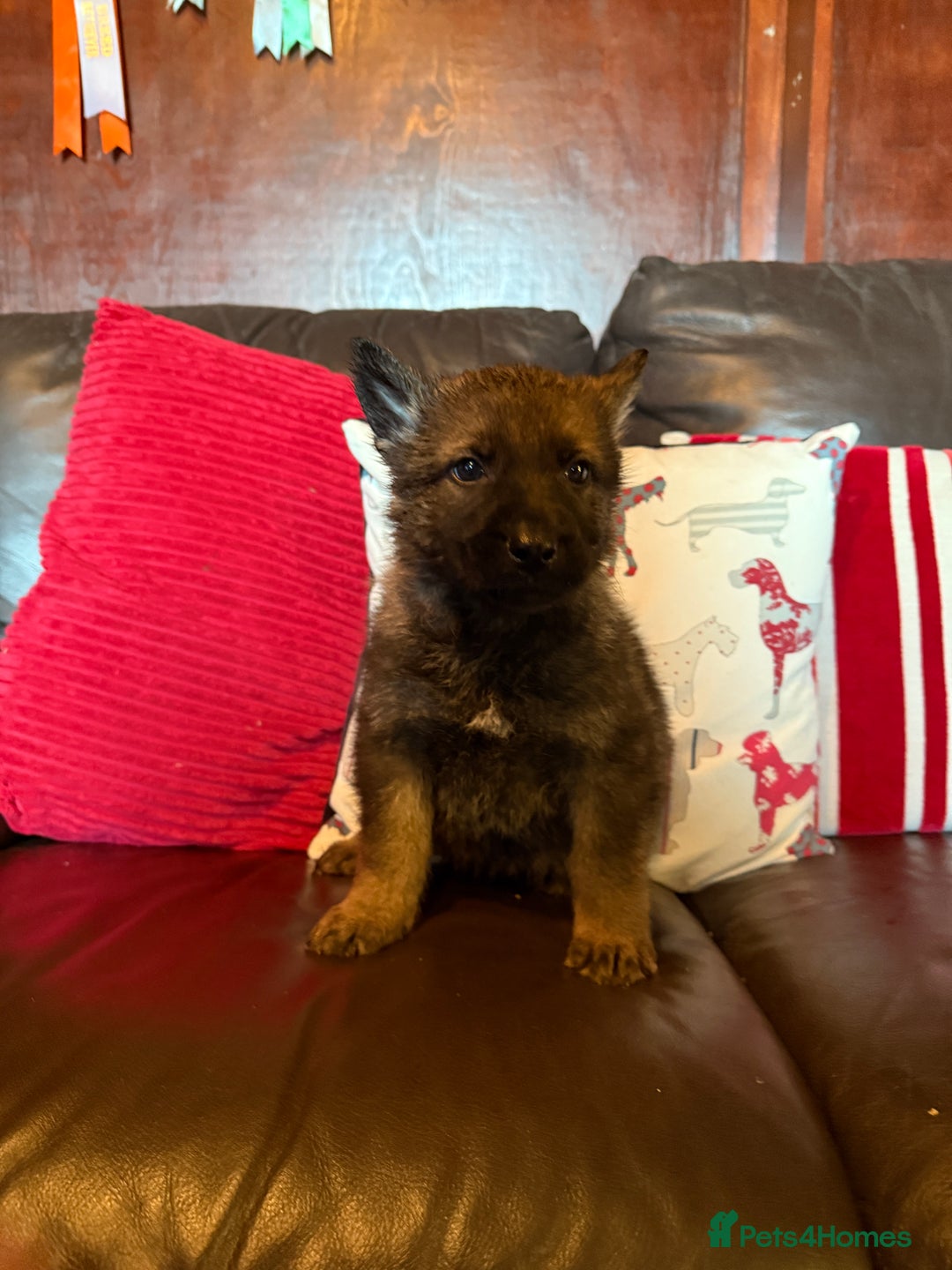 German Shepherd dogs for sale: Beautiful kc reg working line German shepherds  - Advert 6