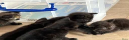 Domestic Shorthair cats for sale: Black Tabby Kittens and Tortoiseshell Kitten in Oldham - Advert 8