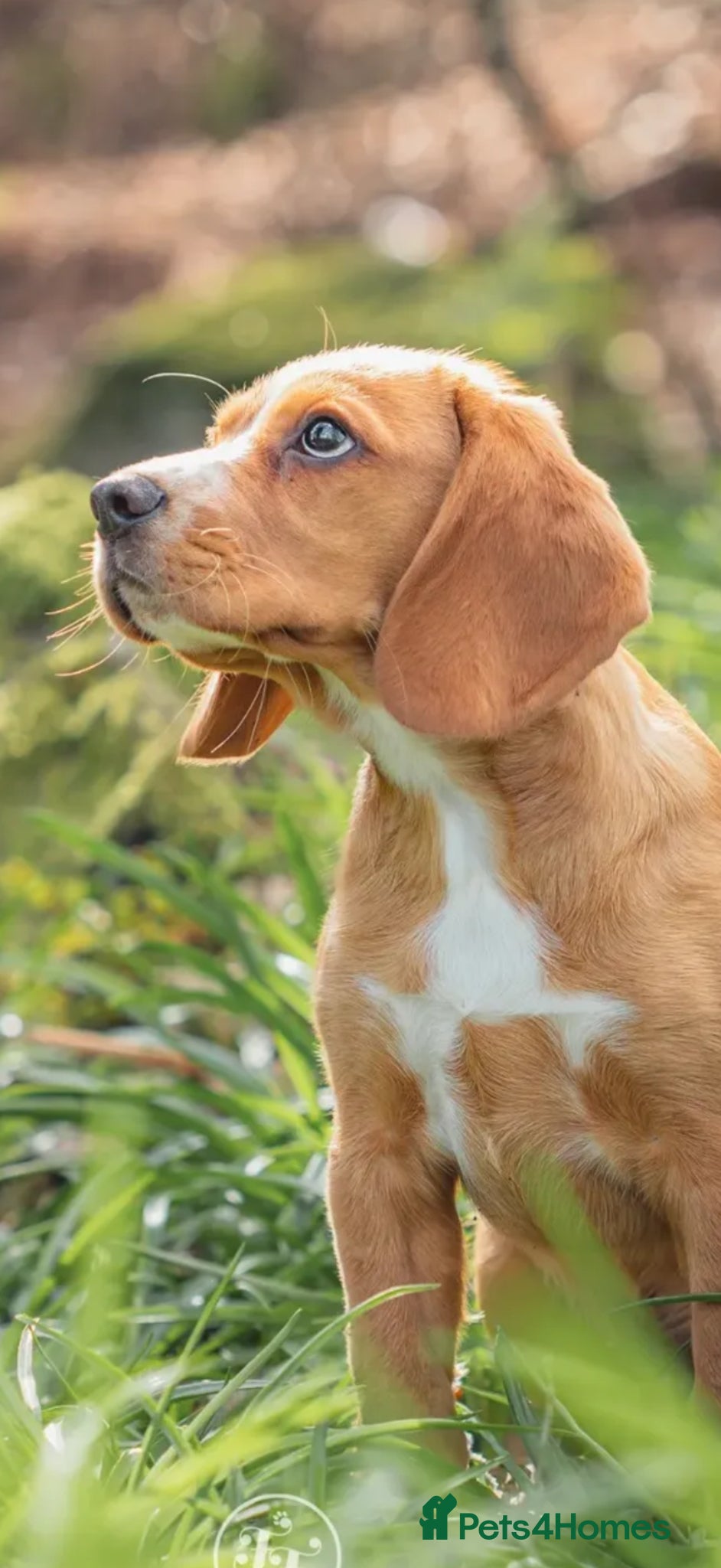 Bocker dogs 5 month old Bocker puppy - Advert 2