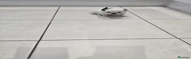 Shih Tzu 2