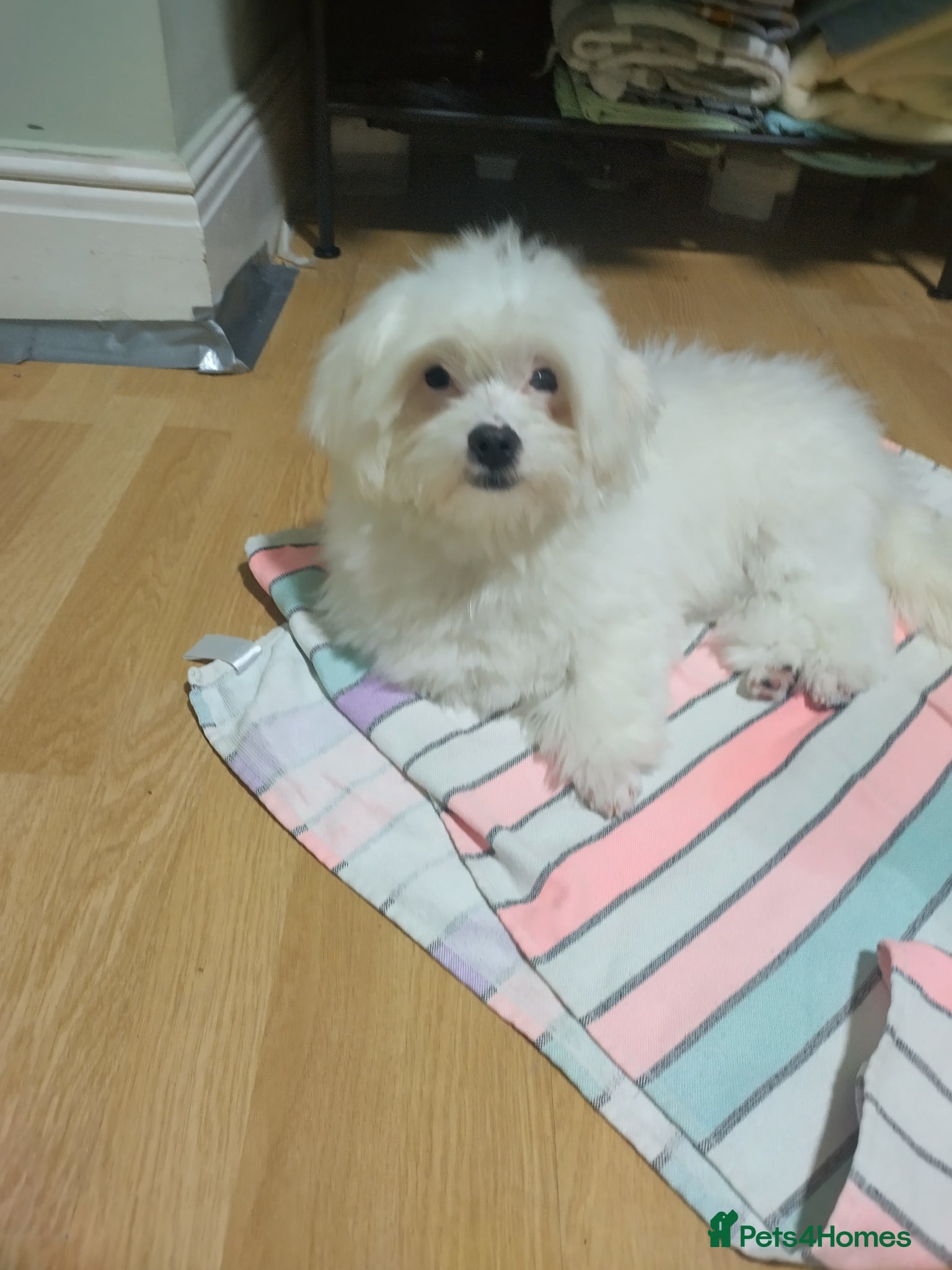 Bichon Frise dogs Zeus big boy - Advert 4