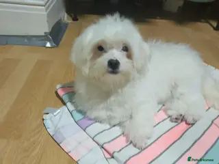 Bichon Frise dogs Zeus big boy - Advert 10