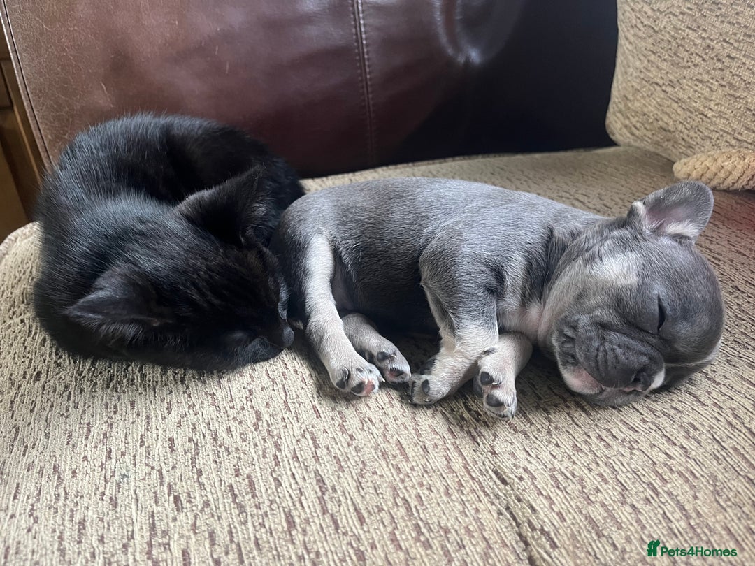 French Bulldog dogs for sale: Lilac Frenchton Girl  - Image 3
