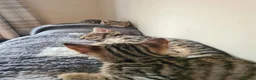 Bengal cats for sale: Kittens x bengal READY TO LEAVE  - Advert 6