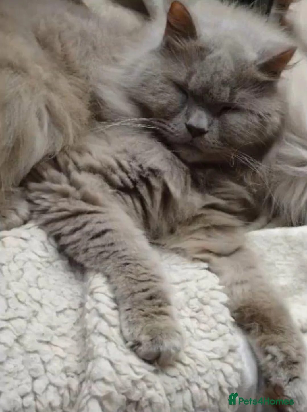 British Longhair cats for sale: British Longhair Boy Neutered - Advert 1
