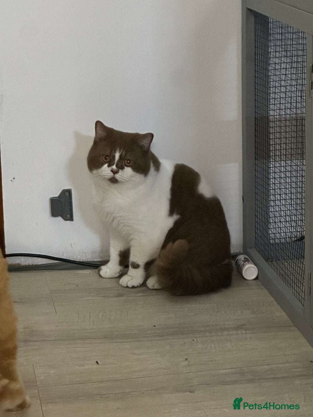 British Shorthair cats for sale: FULL PEDIGREE CHOCOLATE BI COLOUR KITTENS  - Advert 10