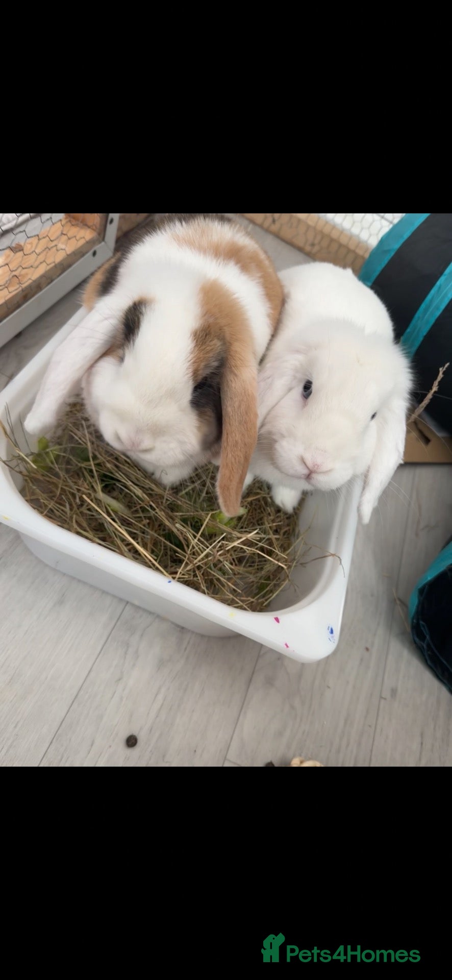 Mini Lop rabbits Two bonded mini lops 1 year old - Advert 2