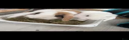 Mini Lop rabbits for sale: Two bonded mini lops 1 year old - Advert 1