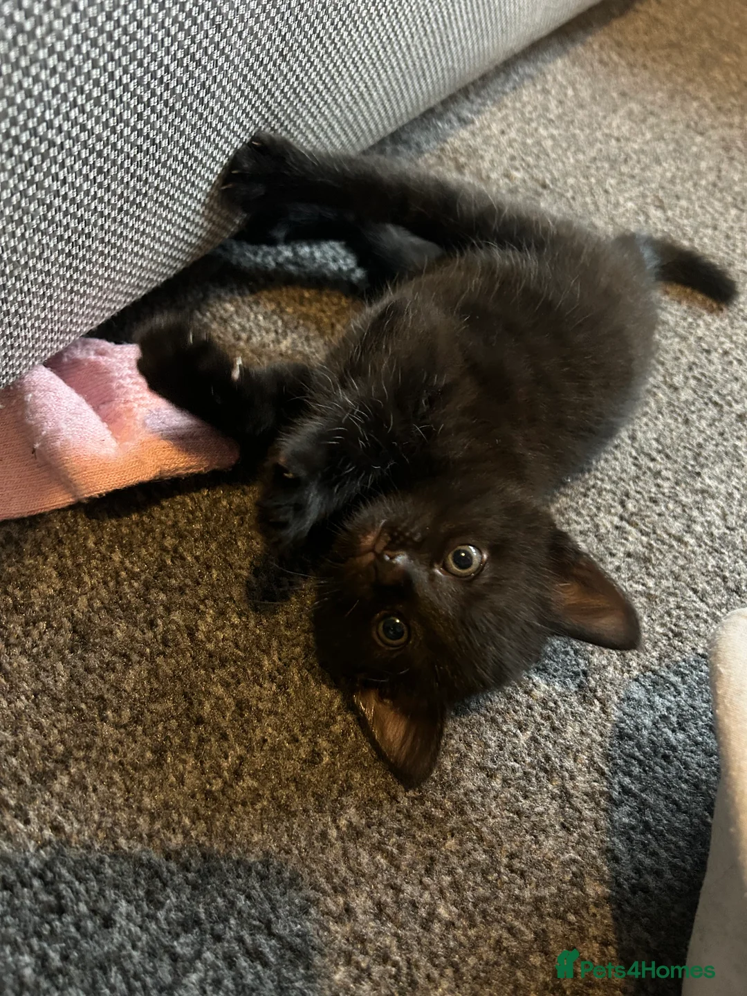 Mixed Breed cats for sale: Beautiful kittens  - Advert 5