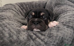 Mixed Breed dogs for sale: English bulldog French bulldog mix  - Image 11