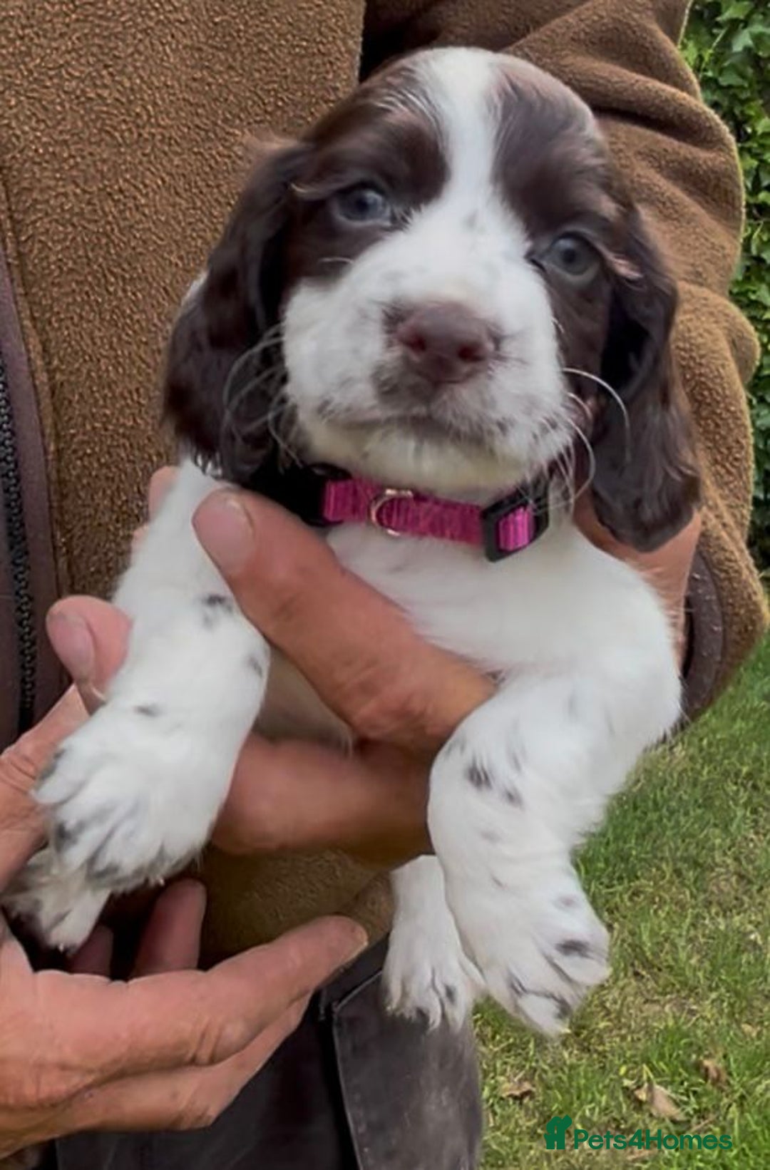 Cocker Spaniel dogs for sale: KC Reg Working Cocker spaniel puppies roan - Image 12