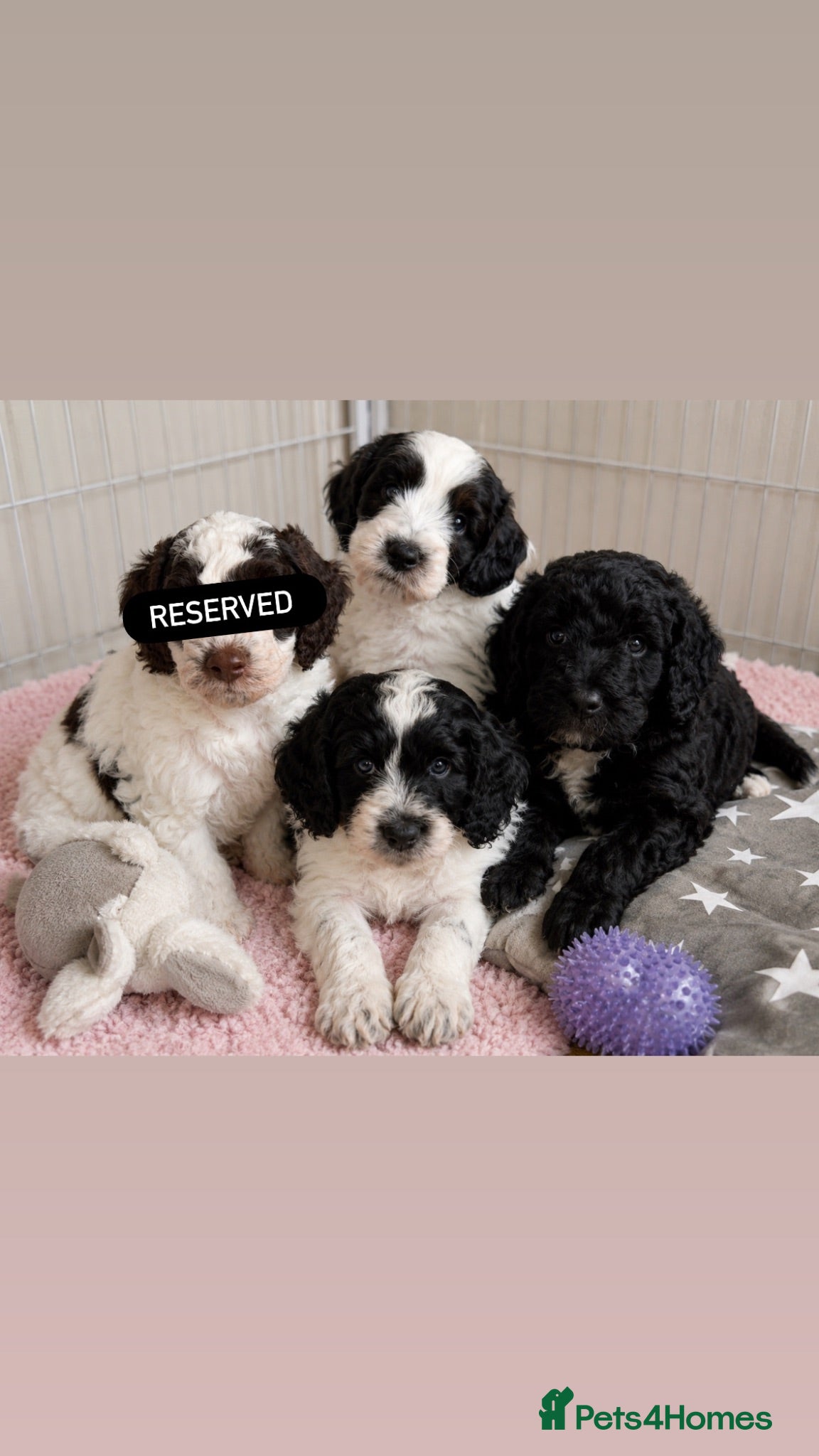 Goldendoodle dogs Best of Both Worlds • Goldendoodle x Cockapoo Boys - Advert 1