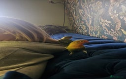 Lovebirds birds for sale: Beautiful hand reared baby love birds 🦜  - Image 8