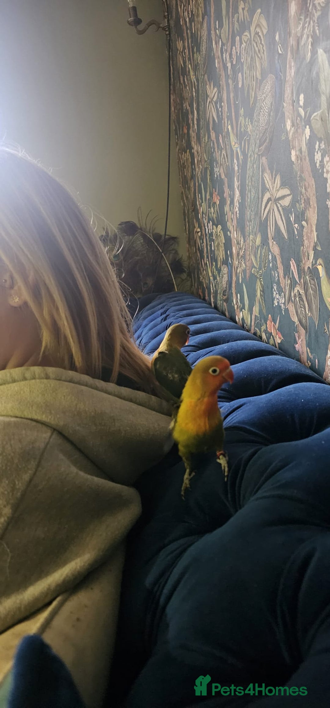 Lovebirds birds for sale: Beautiful hand reared baby love birds 🦜  - Image 8